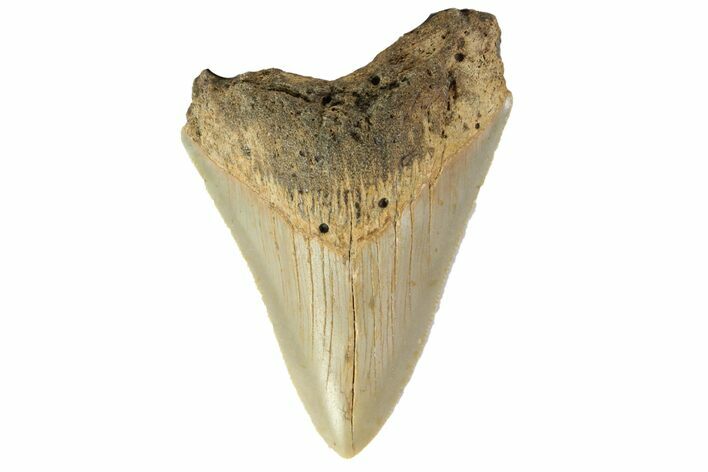 Serrated, Fossil Megalodon Tooth - North Carolina #152987